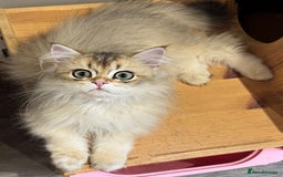 British Longhair cats for sale: Stunning boy - Image 2