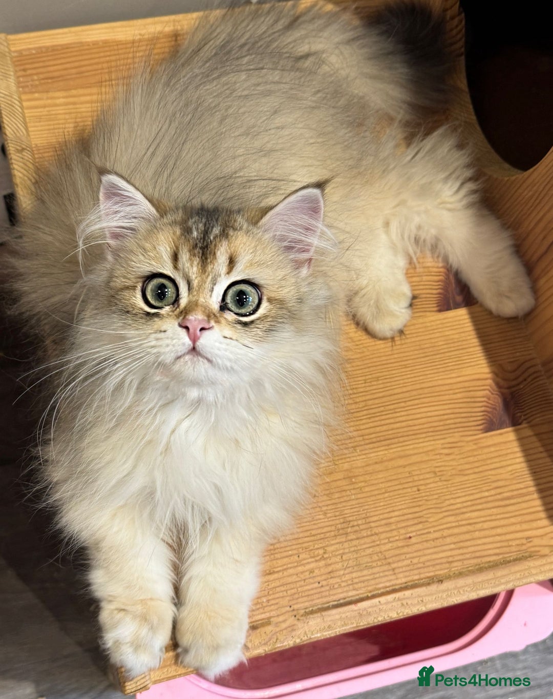 British Longhair cats for sale: Stunning boy - Image 2