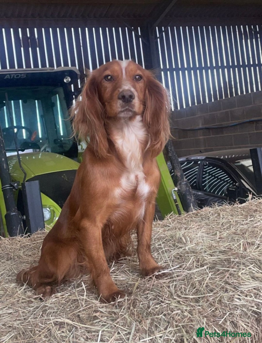 Cocker Spaniel dogs for sale: Outstanding litter KC registered working cockers  - Image 8