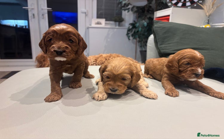 Cockapoo dogs - Advert 6