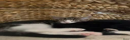 Mixed Breed cats for sale: 2 male kittens - Advert 11