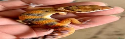 Leopard Gecko reptiles for sale: Leopard Gecko Babies - Advert 9