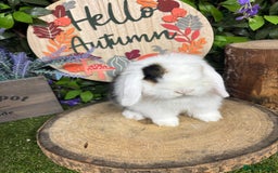 Mini Lop rabbits for sale: 🌟PURE BRED PEDIGREE MINI LOPS🌟 - Image 9