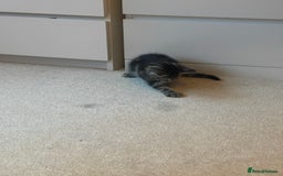 Mixed Breed cats for sale: 5 Kitties  - Image 5