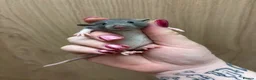 Rat rodents for sale: Gorgeous pedigree dwarf rat pups - Advert 4