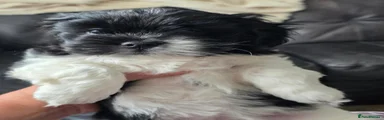 Lhasa Apso 2