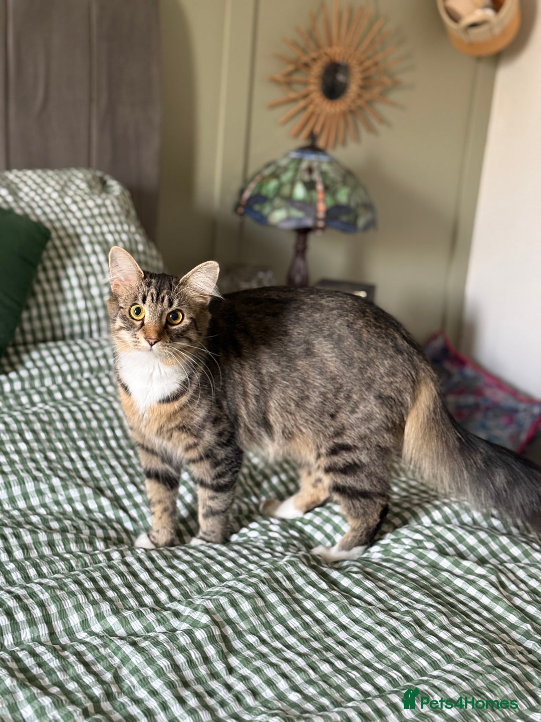 Bengal cats for sale: Gorgeous friendly girl for rehome🤍 - Advert 4