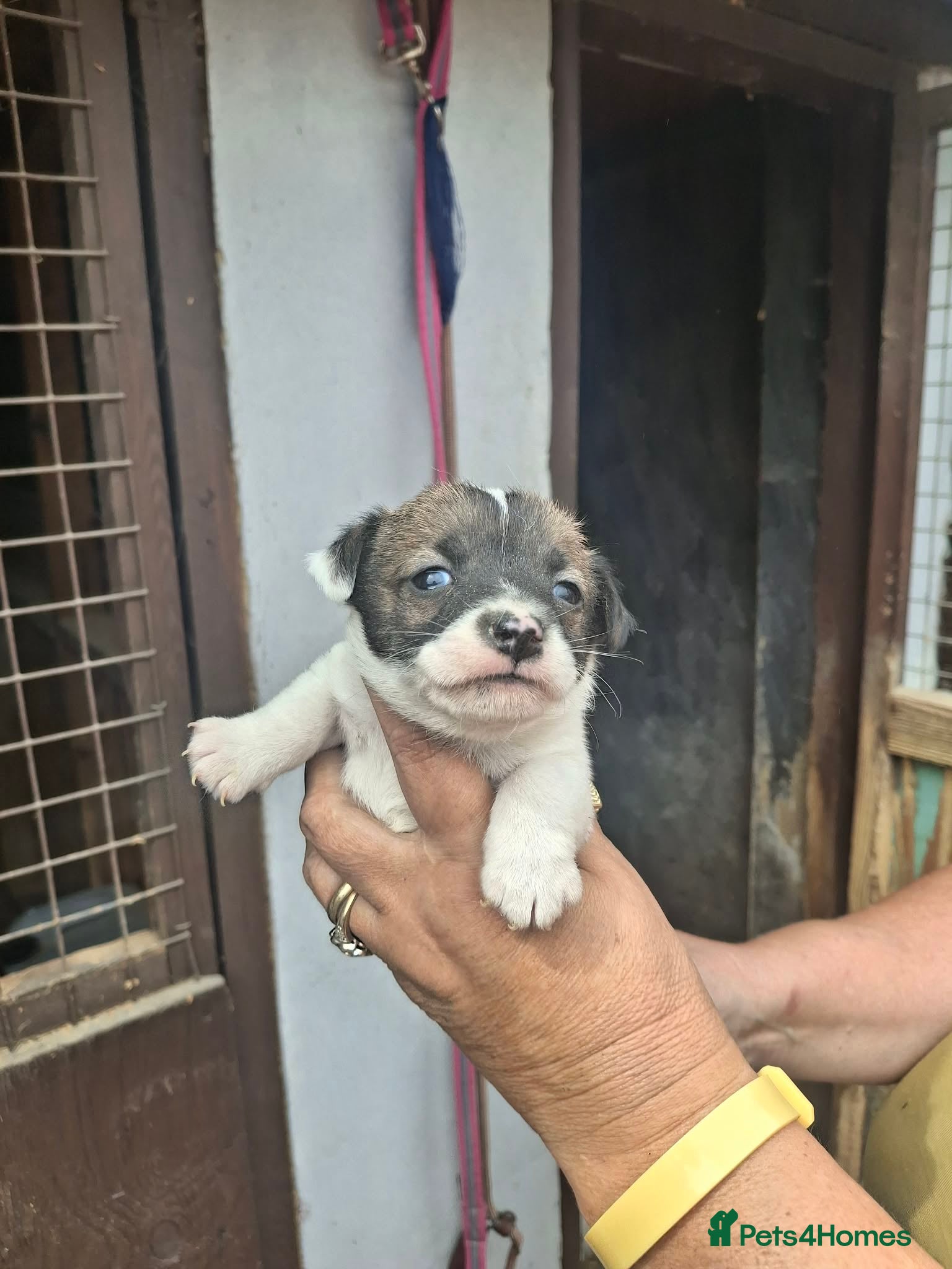 Jack Russell dogs for sale: Jack Russell puppys in Enfield - Advert 9
