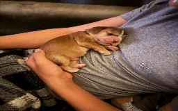 Cocker Spaniel dogs for sale: Cocker Spaniel Pups, KC, Health Tested, Champ Line - Image 14