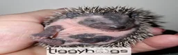 Pygmy Hedgehog rodents for sale:  Now reserved.  New litters due soon  - Advert 4