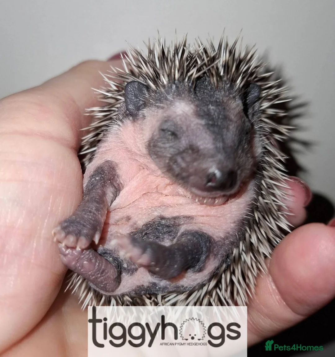 Pygmy Hedgehog rodents for sale:  Now reserved.  New litters due soon  - Advert 4
