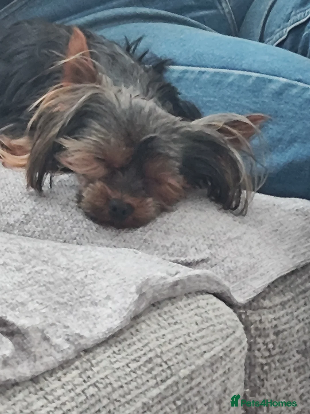 Yorkshire Terrier dogs for stud:  **  Yorkshire terrier for stud  - Advert 3