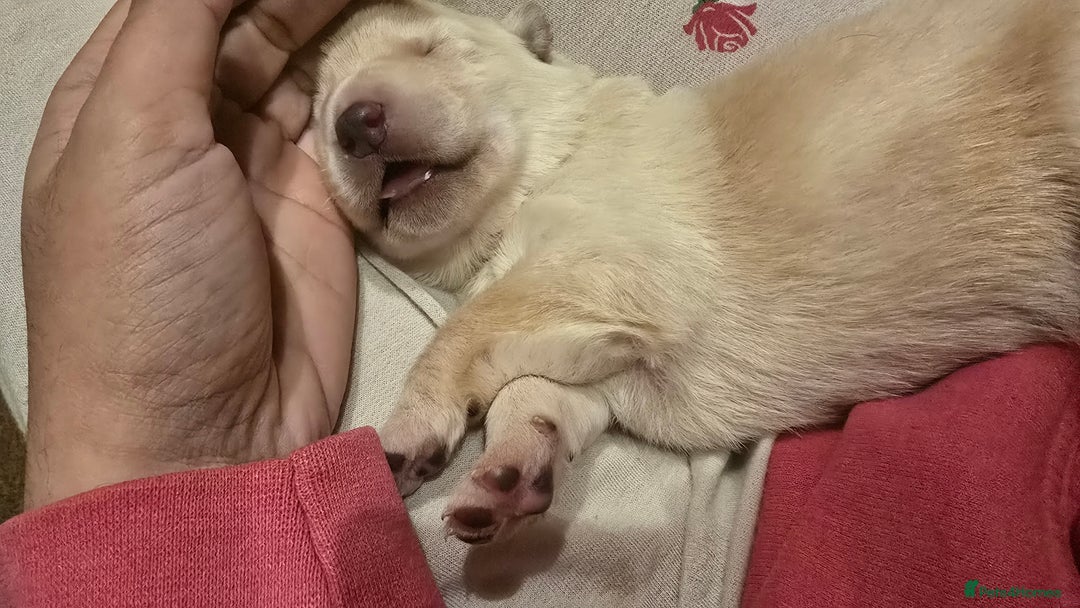 Mixed Breed dogs for sale: Ethically Raised German Shepherd x Lab Puppies - Advert 5