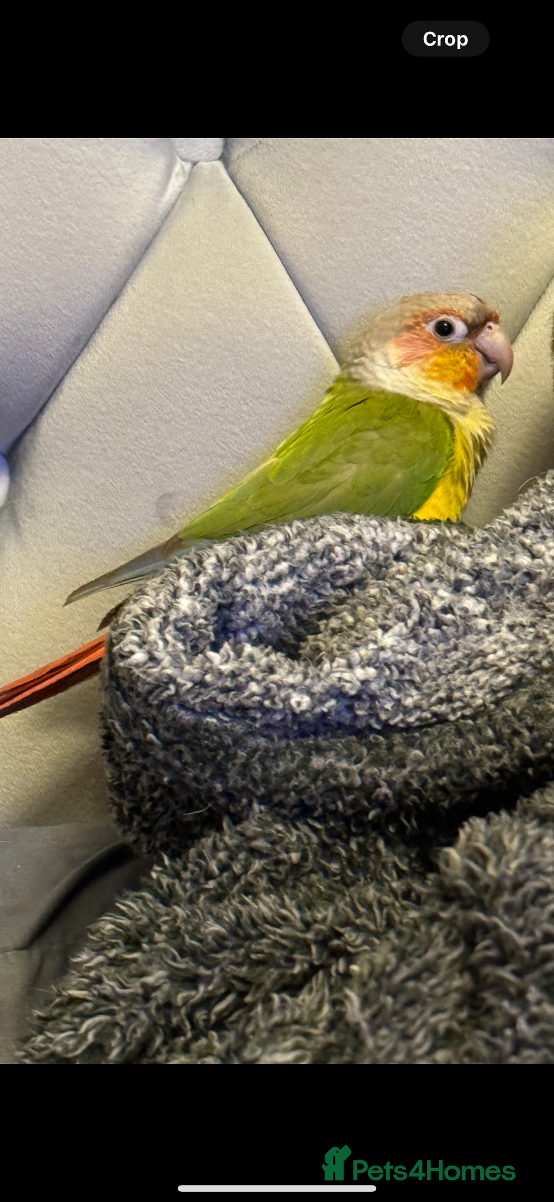 Conures birds for sale: Conure & full set up  - Image 3
