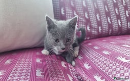 Munchkin cats for sale: Munchkin x Scottish Fold - Image 15