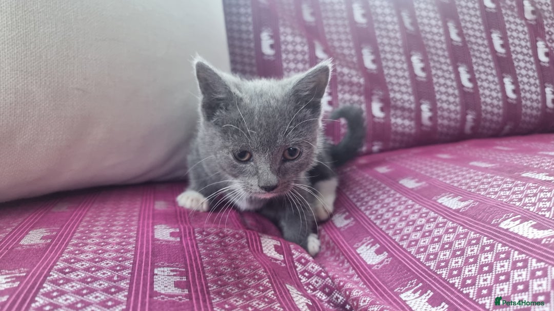 Munchkin cats for sale: Munchkin x Scottish Fold - Image 15