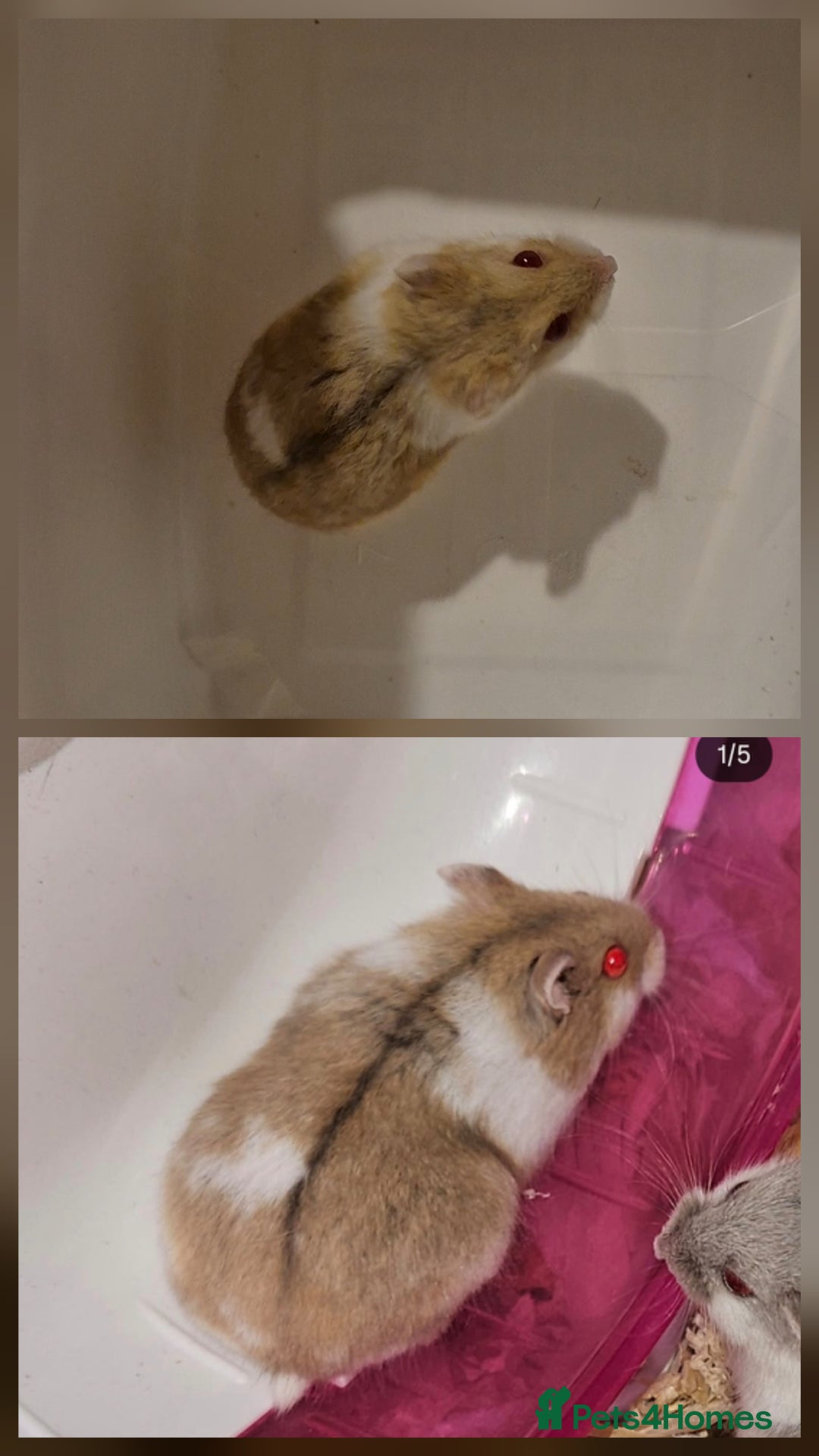 Hamster rodents for sale: Two pretty Pedigree campbell dwarf hamsters 👀🏡 - Advert 2