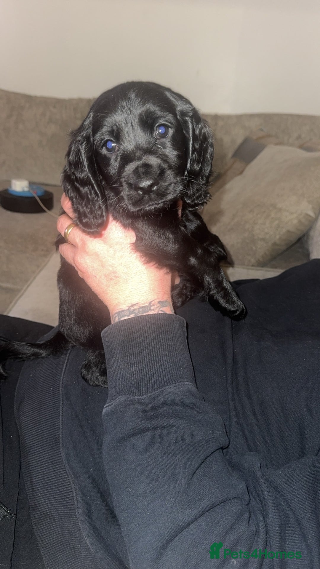 Cockapoo dogs for sale: Beautiful black F1B cockapoo boy ready next week  - Advert 2