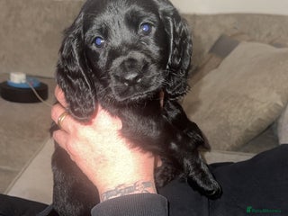 Cockapoo dogs READY NOW F1B cockapoo beautiful black male - Advert 15
