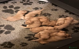 Golden Retriever dogs for sale: Beautiful KC Reg Golden Retriever - Advert 4