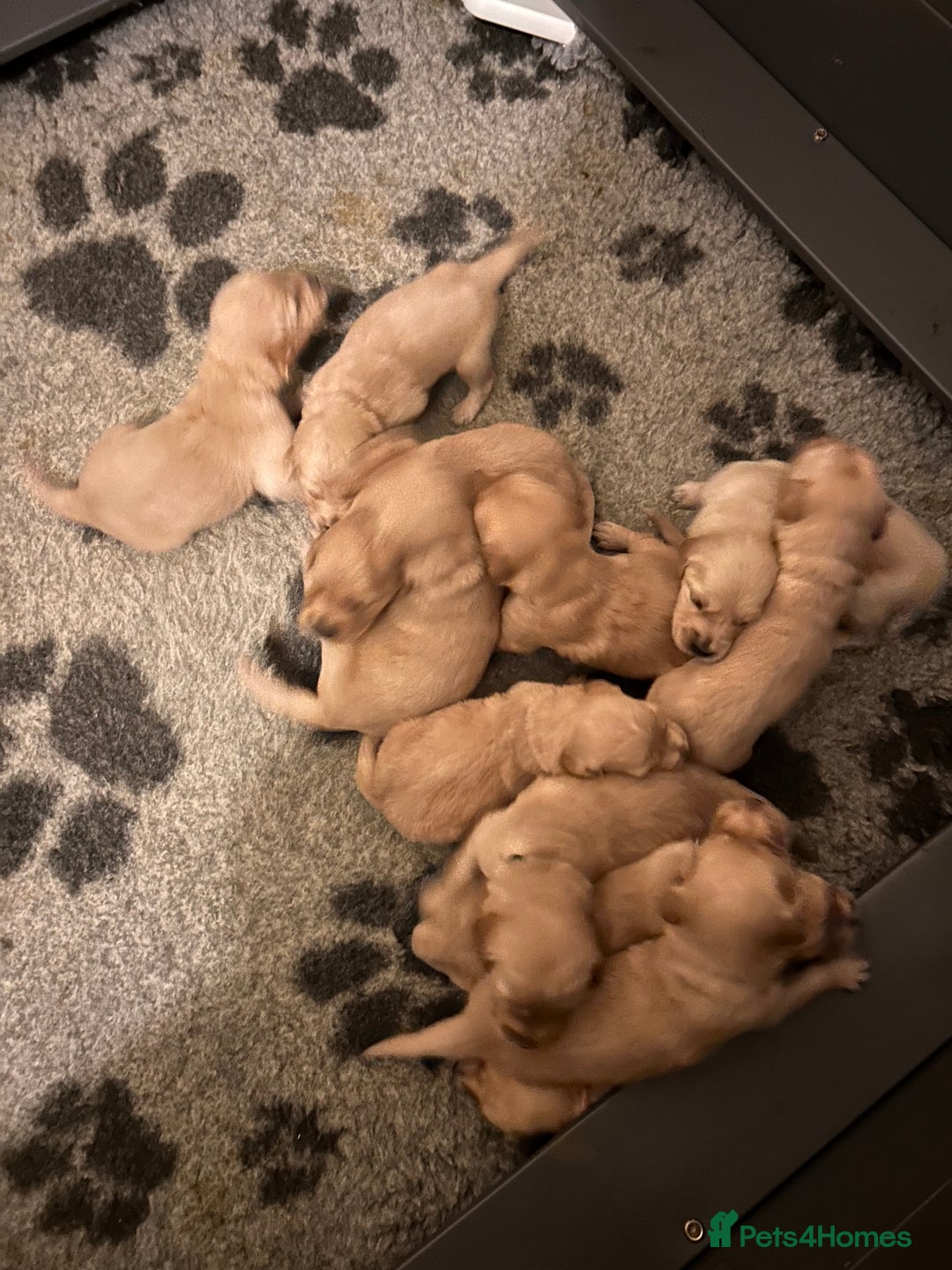 Golden Retriever dogs for sale: Beautiful KC Reg Golden Retriever - Advert 4