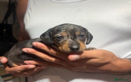 Dachshund dogs for sale: 🐾 Beautiful Dachshund Puppies -Forever Homes 🐾 - Image 2