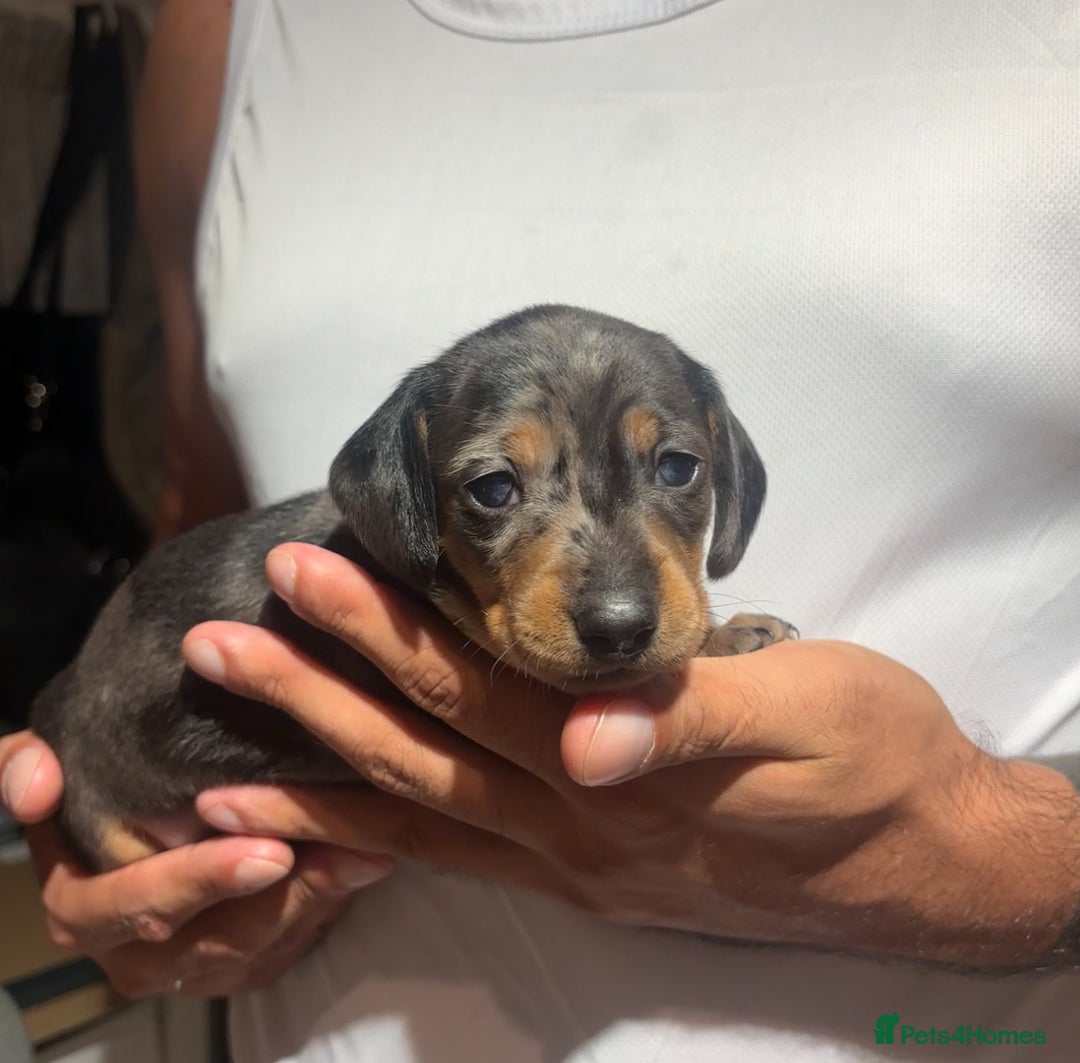 Dachshund dogs for sale: 🐾 Beautiful Dachshund Puppies -Forever Homes 🐾 - Image 2