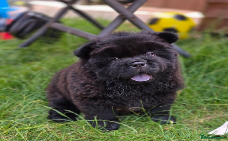 Chow Chow dogs - Advert 1