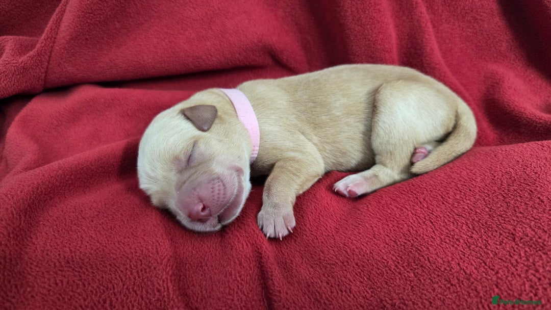 Labrador Retriever dogs for sale: Litter of 8 Labrador Pups Available - Image 6