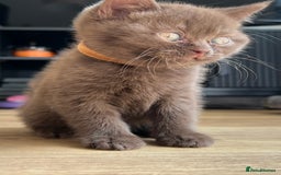British Shorthair cats for sale: British shorthair kittens - Image 10