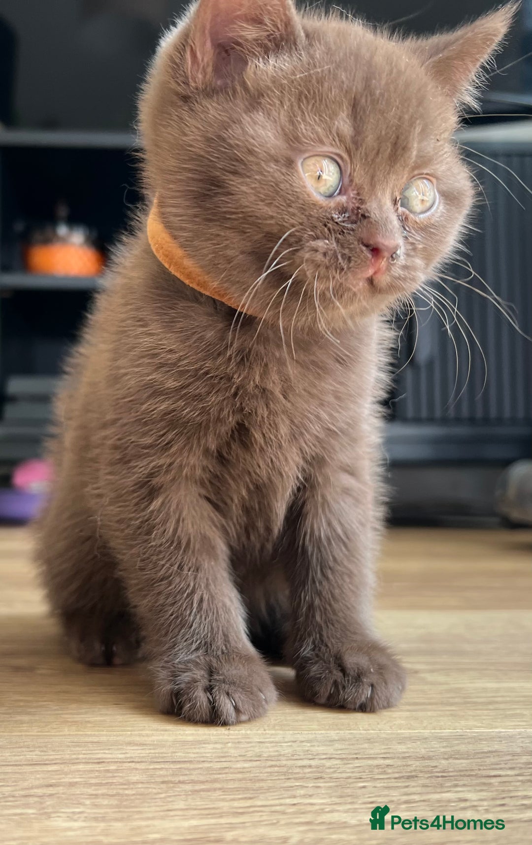 British Shorthair cats for sale: British shorthair kittens - Image 10