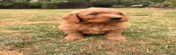 Mini Goldendoodle dogs for sale: F2 miniature goldendoodles - Advert 6