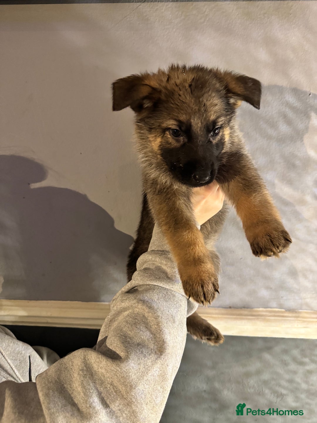 German Shepherd dogs for sale: Ready to meet your new best friend  - Advert 6