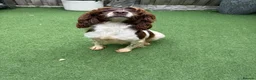 English Springer Spaniel dogs for sale:  OUR LOVELY ANNIE LOOKING FOR A VERY SPECIAL HOME in Doncaster - Advert 6