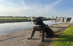 Mixed Breed dogs for sale: Beautiful Blue lab cross  - Image 14