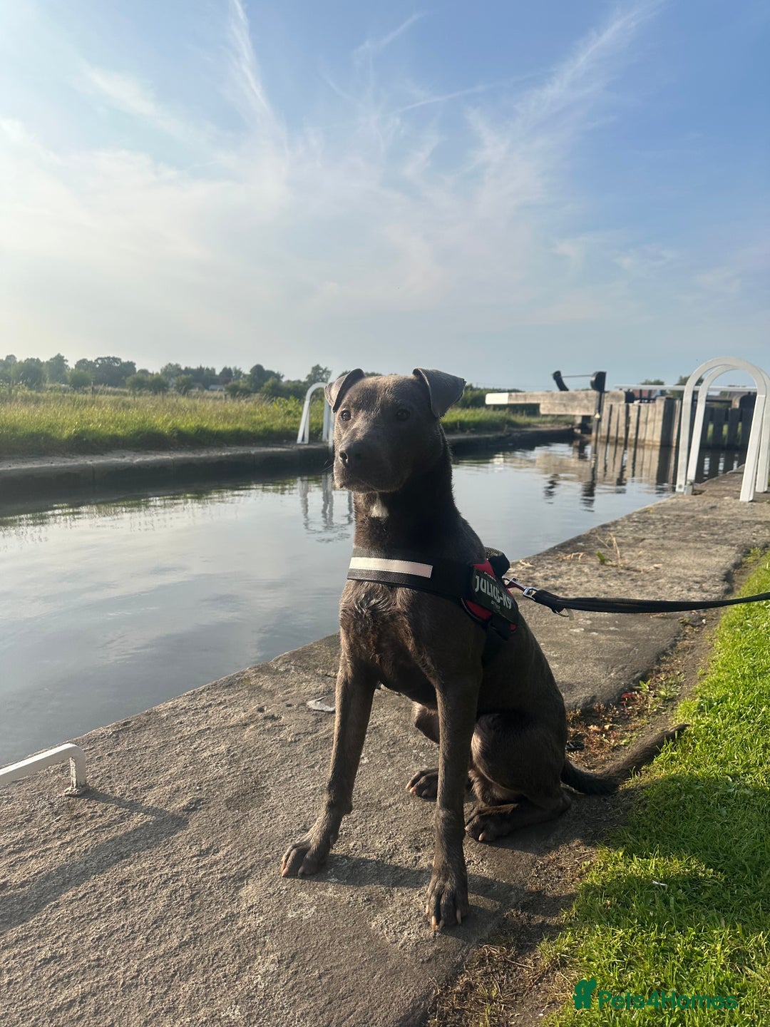 Mixed Breed dogs for sale: Beautiful Blue lab cross  - Image 14
