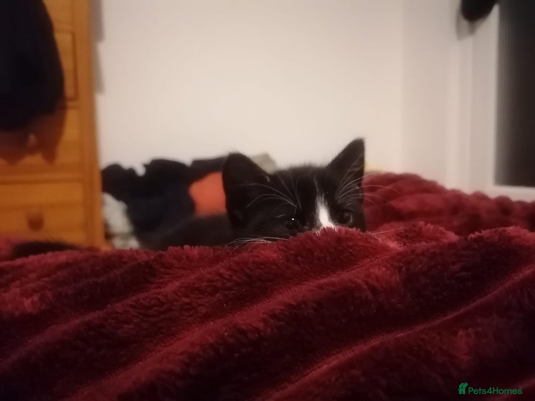 Mixed Breed cats for sale: Playful and loving tuxedo boy - Advert 2