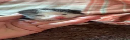 Mixed Breed cats for sale: 5 gorgeous kittens for sale  - Advert 5