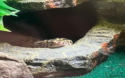 Leopard Gecko reptiles for sale: Leopard gecko vivarium and accessories for sale  - Image 8