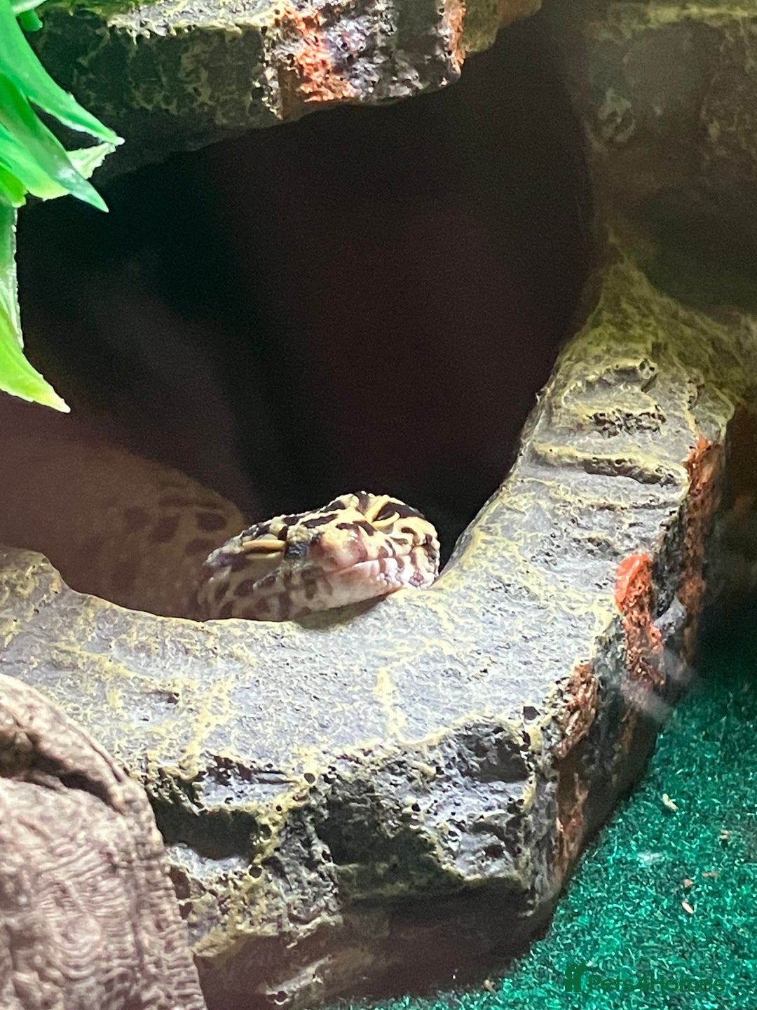 Leopard Gecko reptiles for sale: Leopard gecko vivarium and accessories for sale  - Image 8