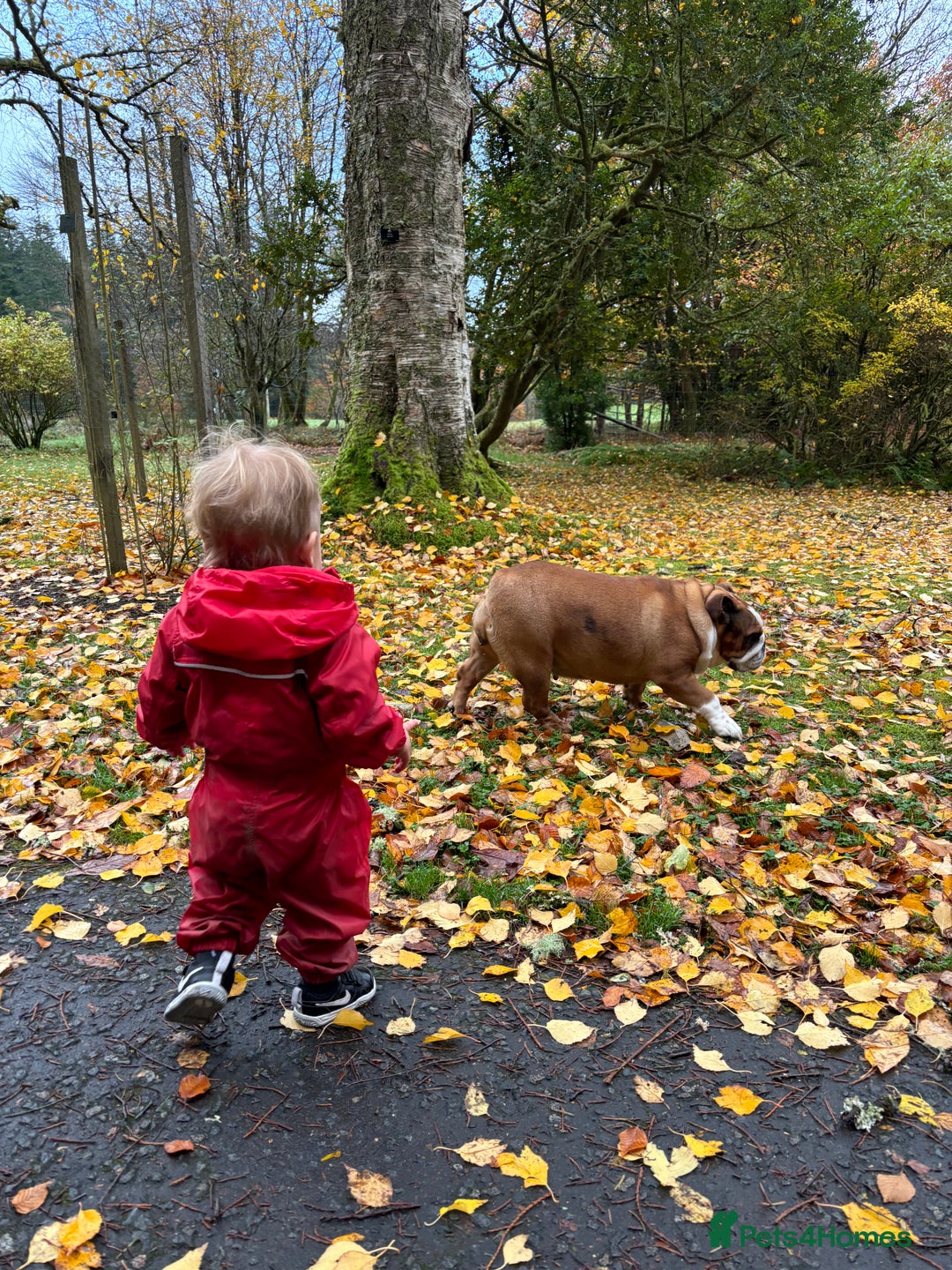 English Bulldog dogs for sale: English bulldog for rehoming  - Advert 6