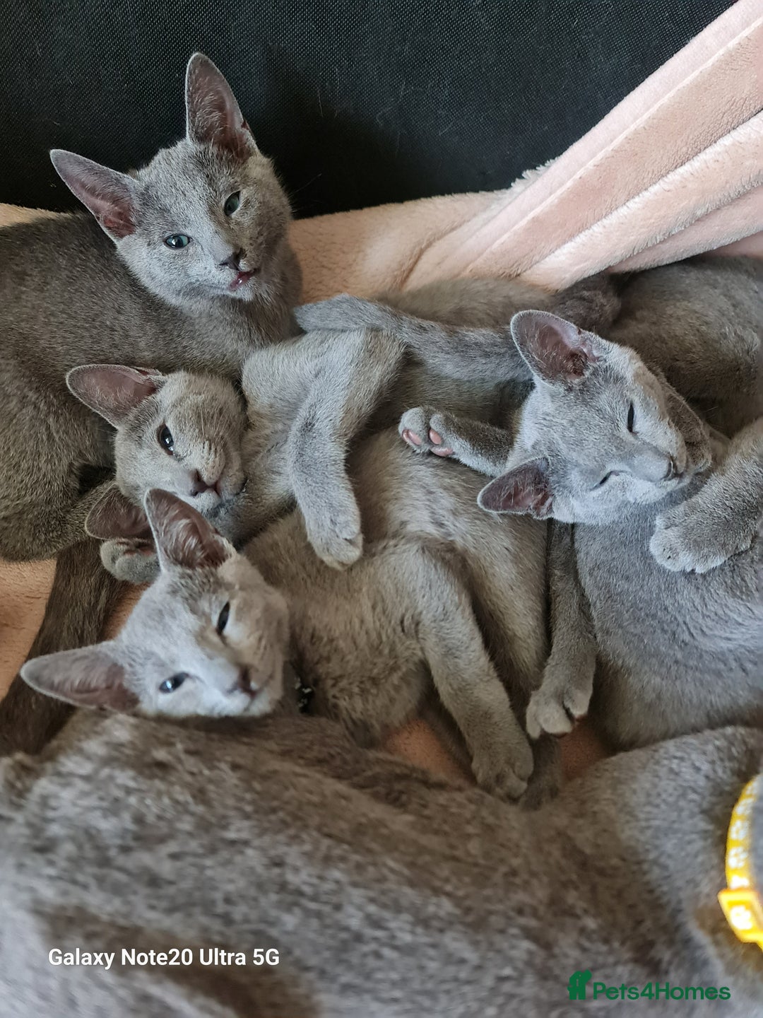 Russian Blue cats for sale: Stunning Russian Blue kittens-pure Pedigree - Advert 12