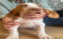 Bracco Italiano dogs for sale: 🌟Top Breeder 2021,22,23,24,25🌟 - Image 4