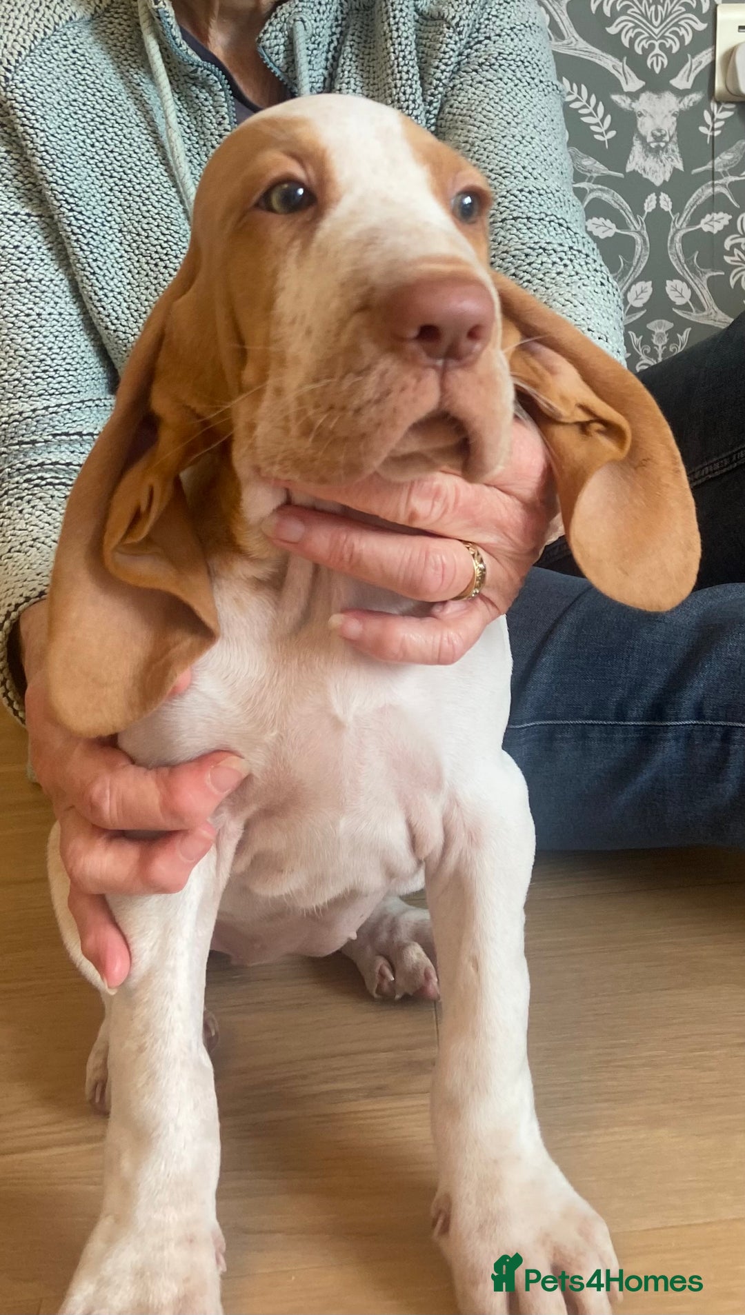 Bracco Italiano dogs for sale: 🌟Top Breeder 2021,22,23,24,25🌟 - Image 4