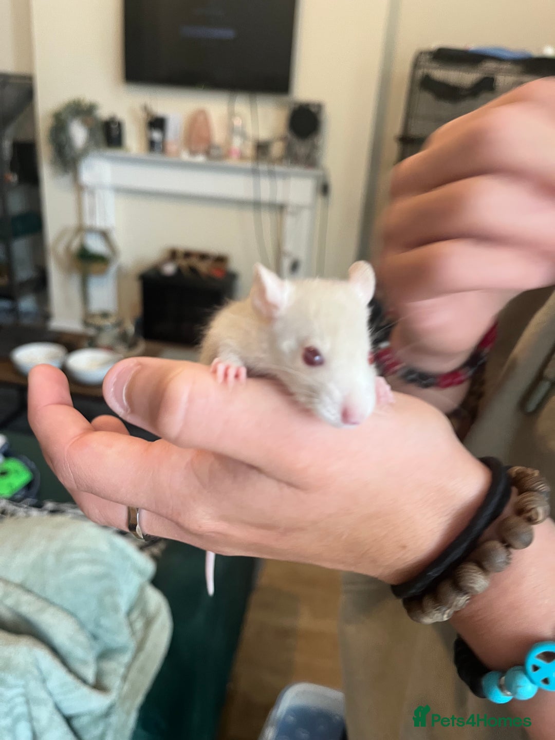 Rat rodents for sale: Baby rats - Image 13