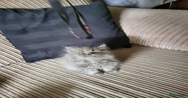 Persian cats - Advert 13