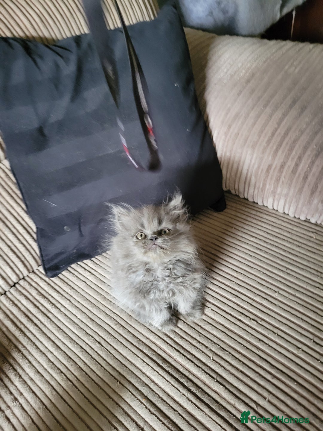 Persian cats for sale: 2 stunning full Persian  kittens ready now  - Image 3
