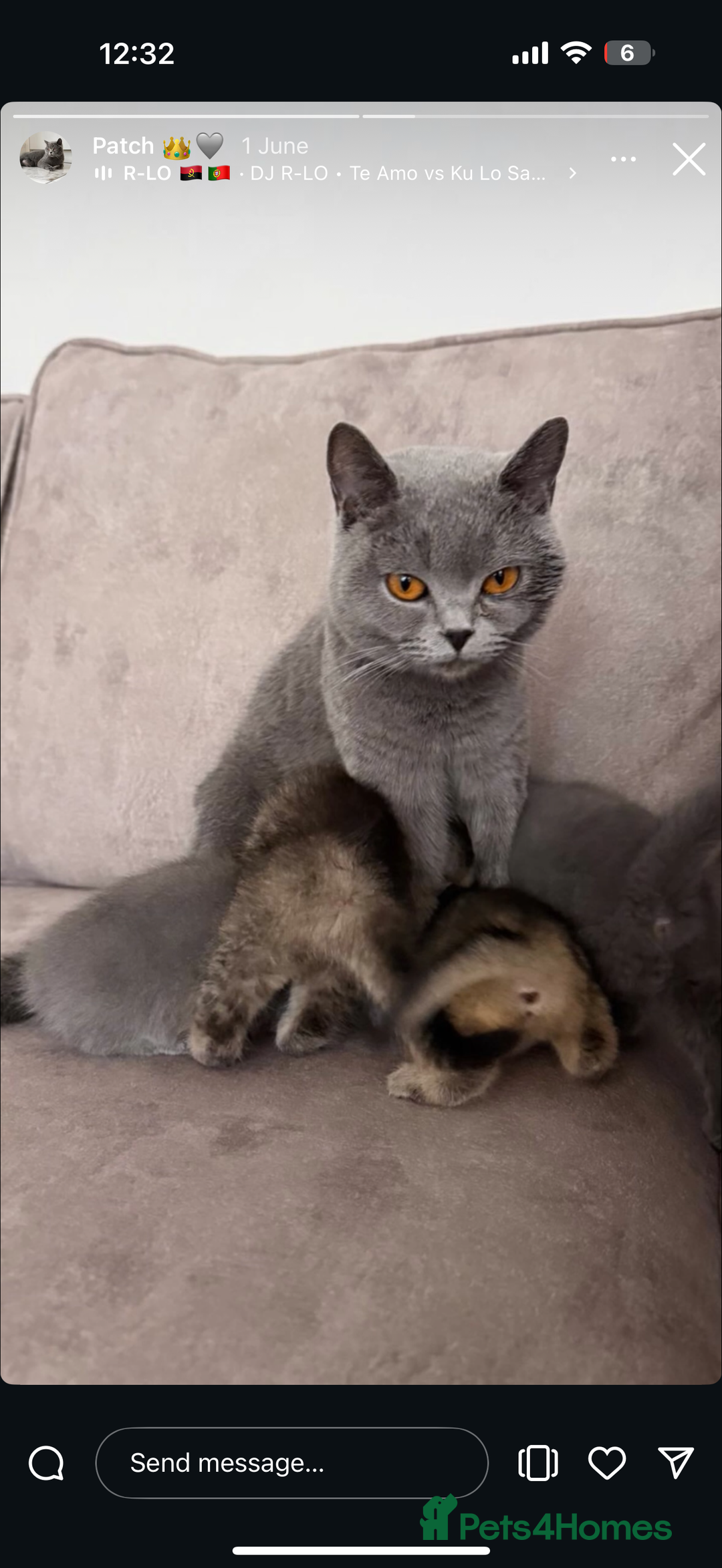 British Shorthair cats for sale: Dark BSH available 1 left - Image 4
