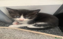 Domestic Shorthair cats for sale: Adorable Black & White Kittens  - Image 14