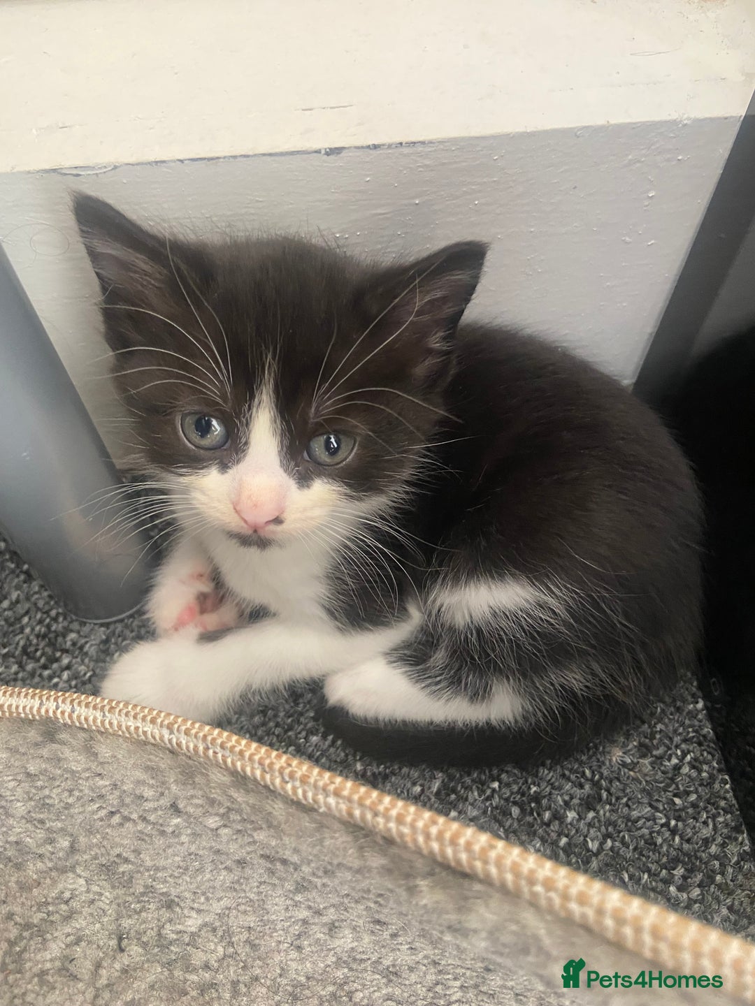 Domestic Shorthair cats for sale: Adorable Black & White Kittens  - Image 14
